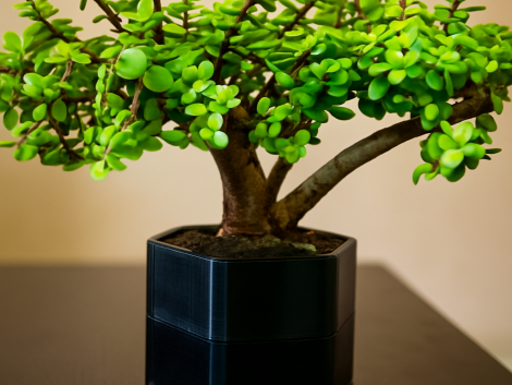 bonsai1